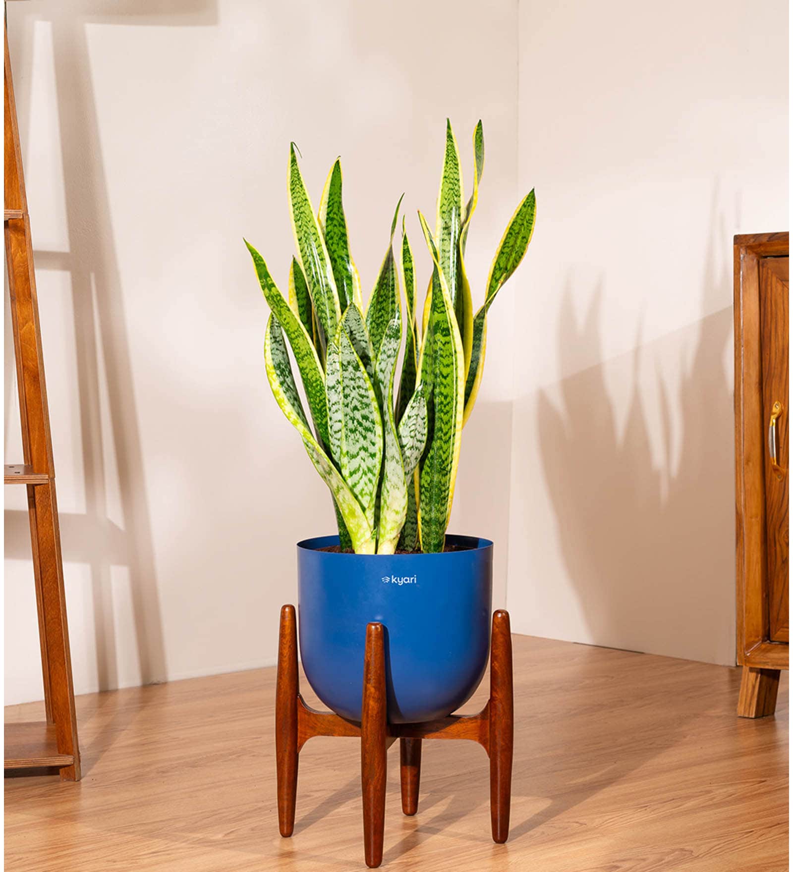 Sensevera Zeylanica Golden Snake Plant With Arbor Pot