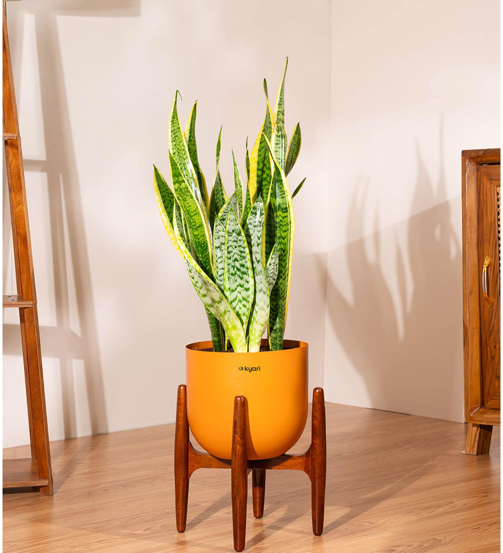 Sensevera Zeylanica Golden Snake Plant With Arbor Pot