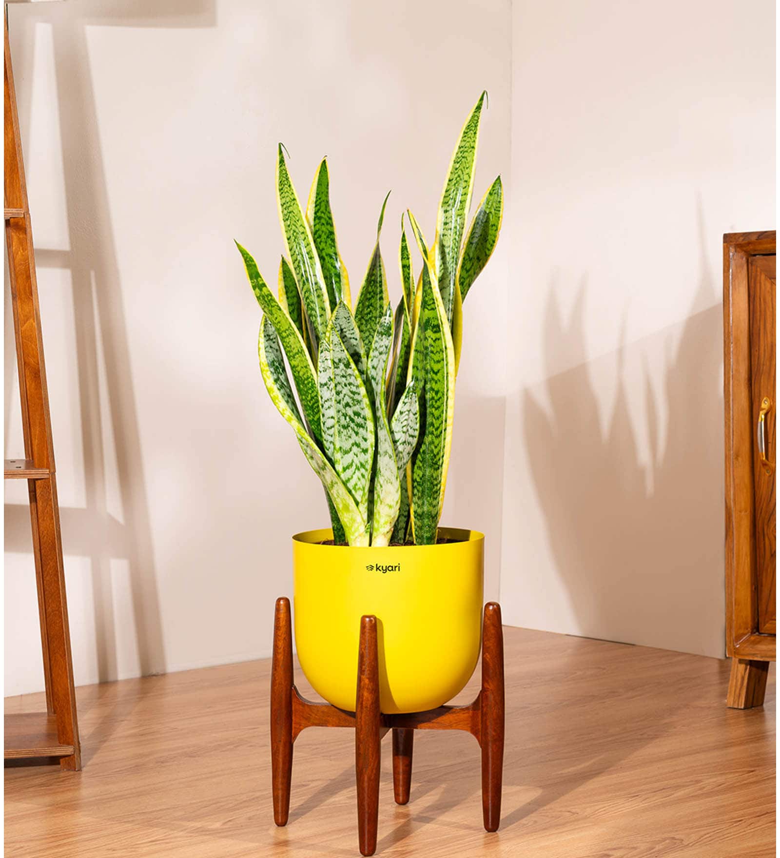 Sensevera Zeylanica Golden Snake Plant With Arbor Pot