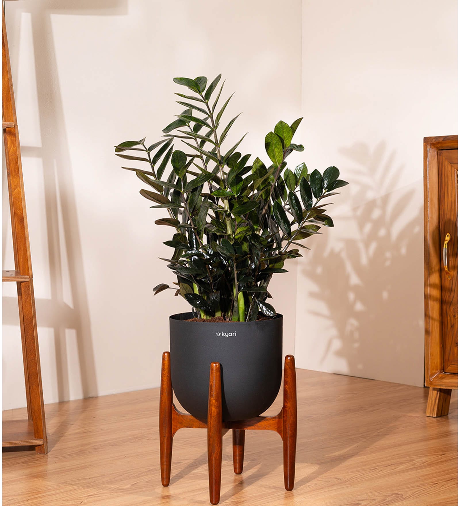 Zz Black With Arbor Pot