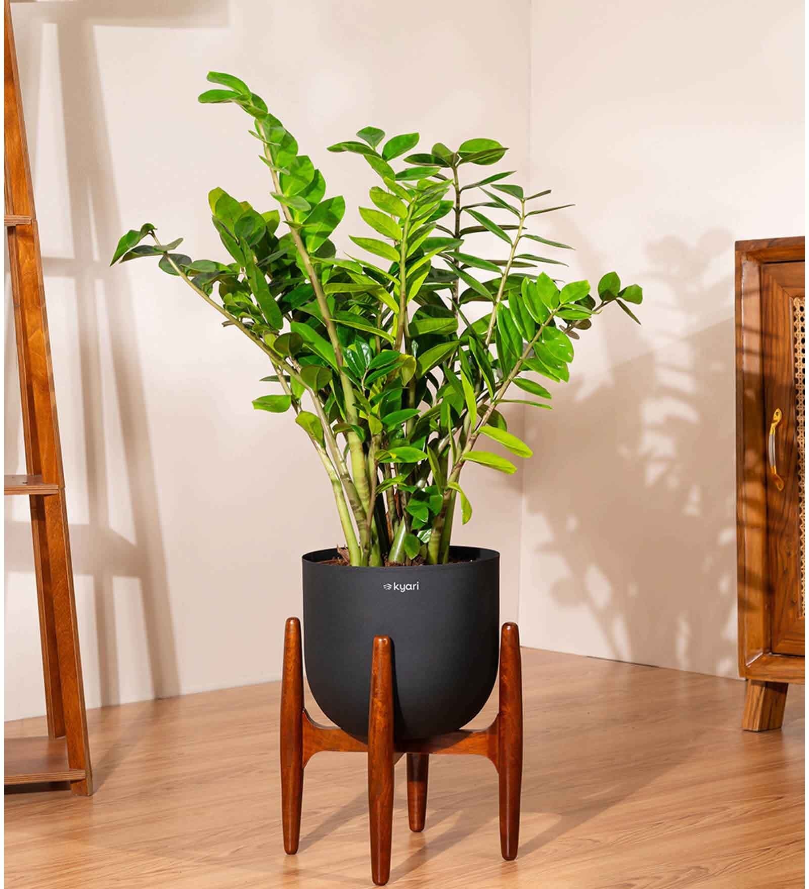 Zz Green With Arbor Pot