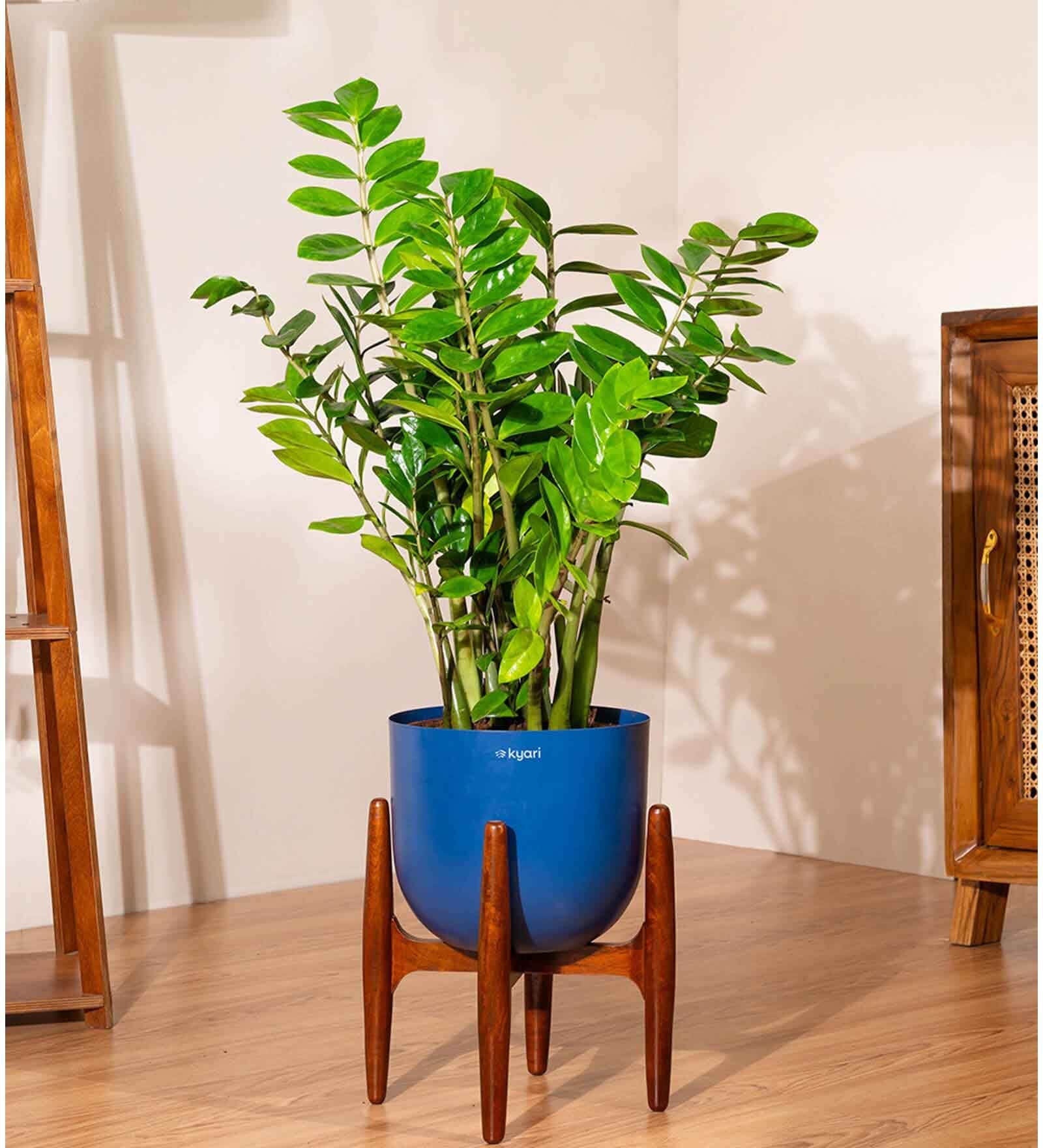 Zz Green With Arbor Pot