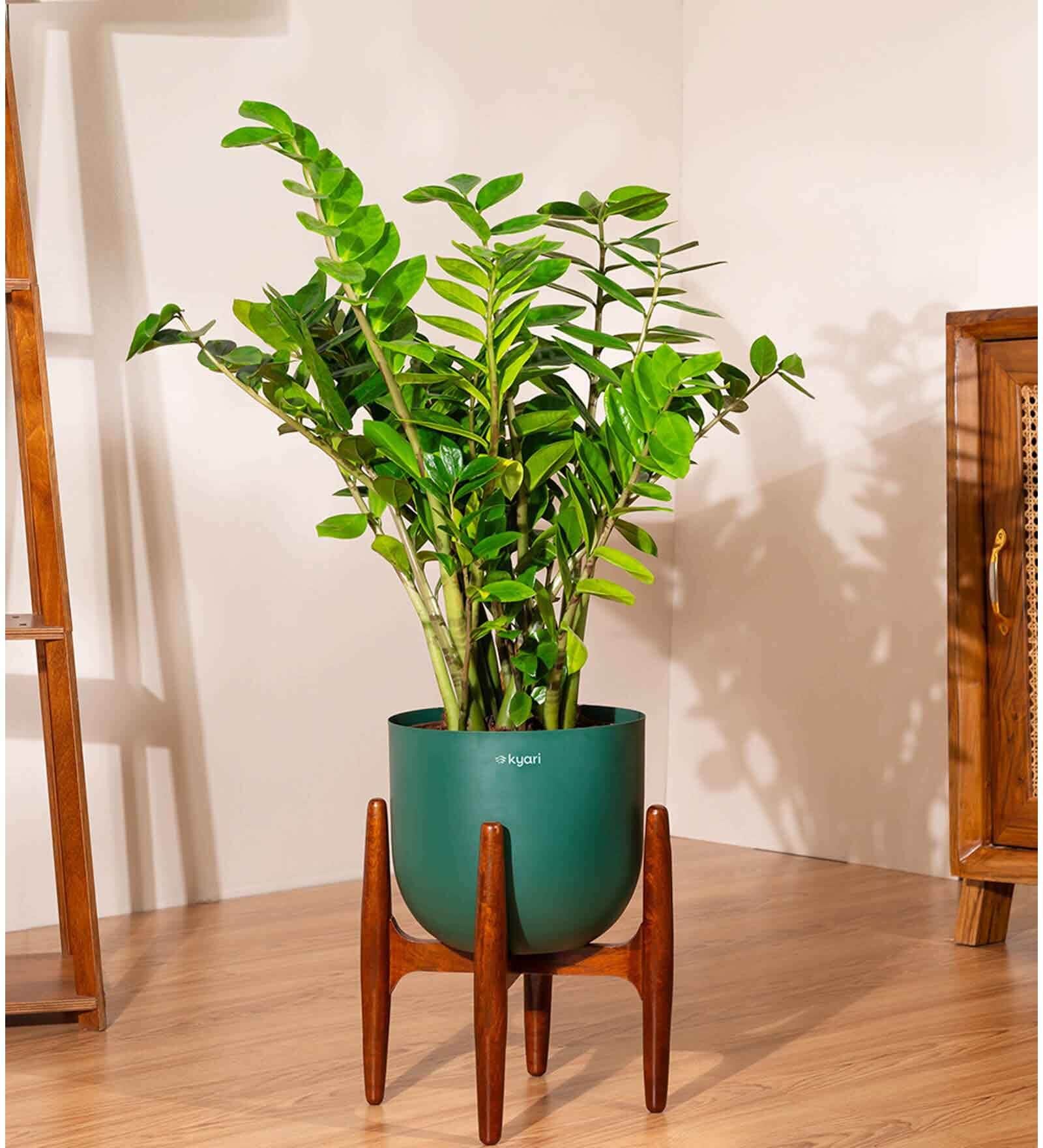 Zz Green With Arbor Pot