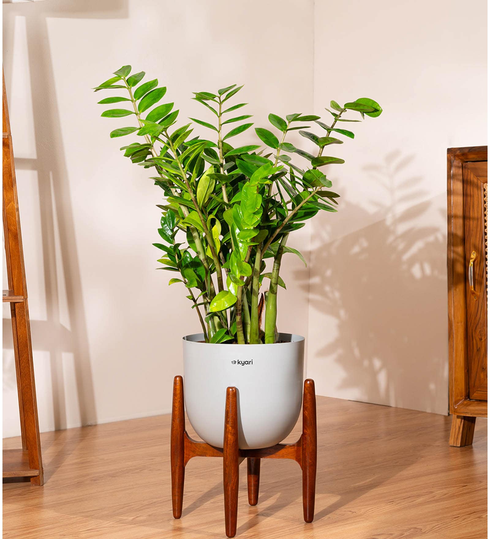 Zz Green With Arbor Pot