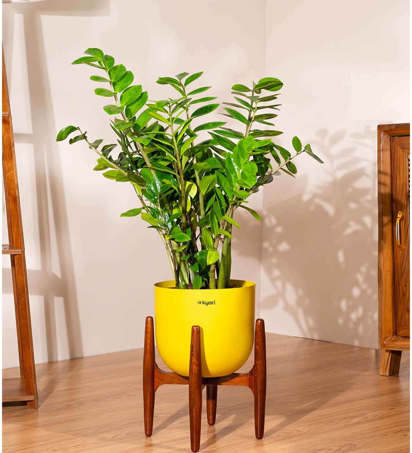 Zz Green With Arbor Pot