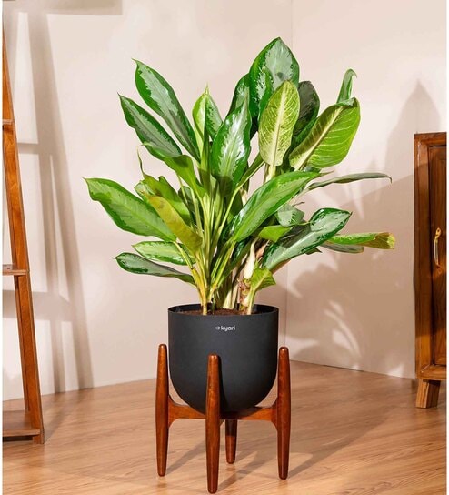 Aglonema Ice With Arbor Pot - Black