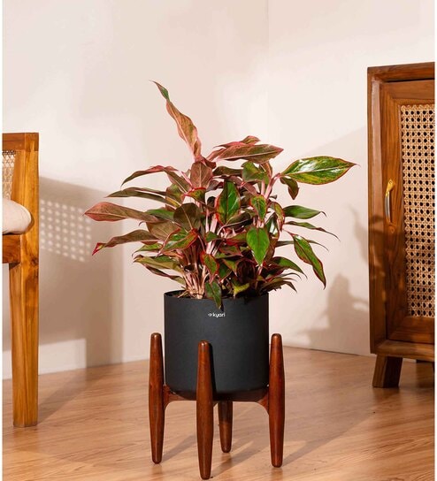 Aglonema Lipistick With Arbor Pot - Black