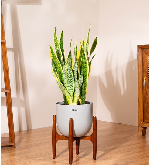 Sensevera Zeylanica Golden Snake Plant With Arbor Pot - Grey