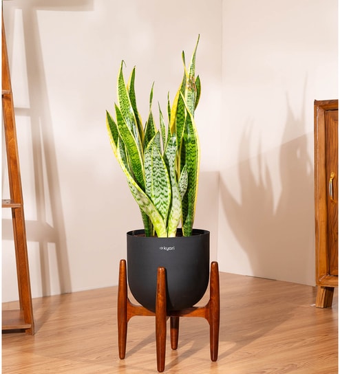 Sensevera Zeylanica Golden Snake Plant With Arbor Pot - Black