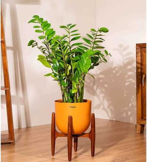 Zz Green With Arbor Pot - Orange