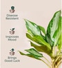 Aglonema Ice With Arbor Pot
