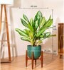 Aglonema Ice With Arbor Pot