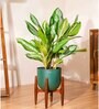 Aglonema Ice With Arbor Pot