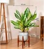 Aglonema Ice With Arbor Pot