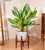 Aglonema Ice With Arbor Pot