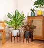 Aglonema Ice With Arbor Pot