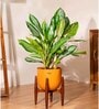 Aglonema Ice With Arbor Pot
