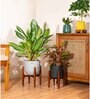 Aglonema Ice With Arbor Pot