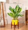 Aglonema Ice With Arbor Pot