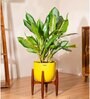 Aglonema Ice With Arbor Pot