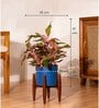 Aglonema Lipistick With Arbor Pot