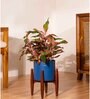 Aglonema Lipistick With Arbor Pot