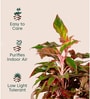 Aglonema Lipistick With Arbor Pot