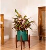 Aglonema Lipistick With Arbor Pot