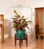 Aglonema Lipistick With Arbor Pot