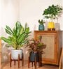 Aglonema Lipistick With Arbor Pot