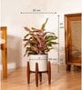 Aglonema Lipistick With Arbor Pot