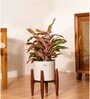 Aglonema Lipistick With Arbor Pot