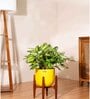 Aglonema Snow White With Arbor Pot