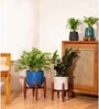Aglonema Snow White With Arbor Pot