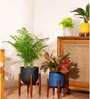 Areca Palm With Arbor Pot