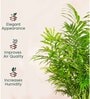 Areca Palm With Arbor Pot