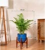 Areca Palm With Arbor Pot