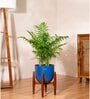 Areca Palm With Arbor Pot