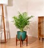 Areca Palm With Arbor Pot