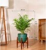 Areca Palm With Arbor Pot