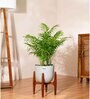 Areca Palm With Arbor Pot