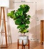 Bambino With Arbor Pot