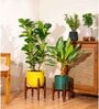 Bambino With Arbor Pot