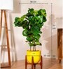 Bambino With Arbor Pot