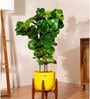 Bambino With Arbor Pot