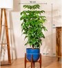 China Doll With Arbor Pot