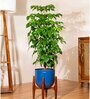 China Doll With Arbor Pot