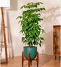 China Doll With Arbor Pot