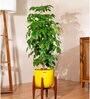 China Doll With Arbor Pot