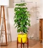 China Doll With Arbor Pot